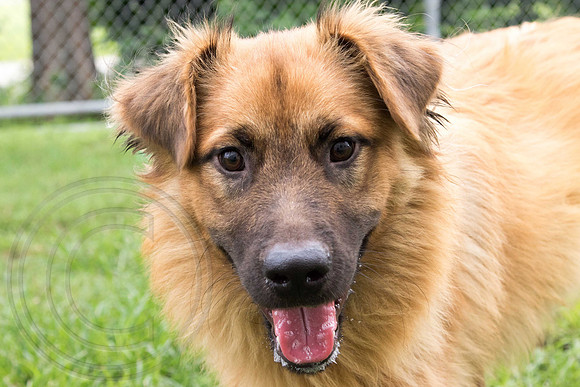 Elvis