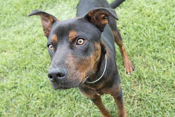 Carlos