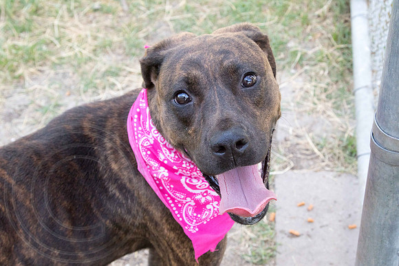 Ginger-A1328738