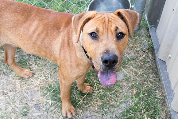 Rocky-A1327288