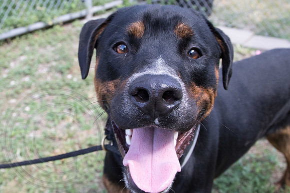 Bark-A1330559