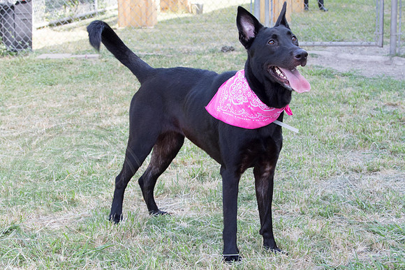 DeeDee-A1139674