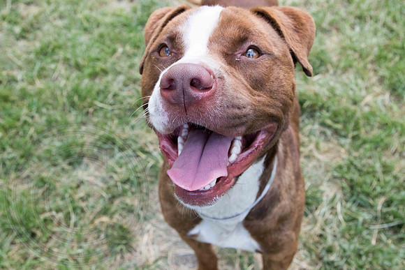 Rozzie-A1320450