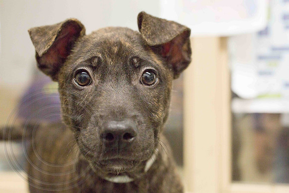 Simba-A1318713