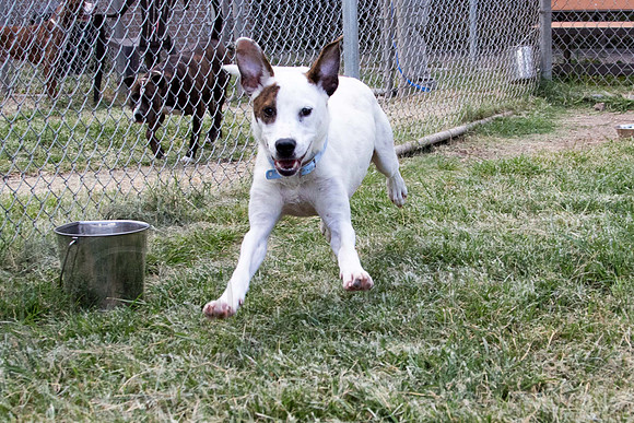 Snoopy-A1320302