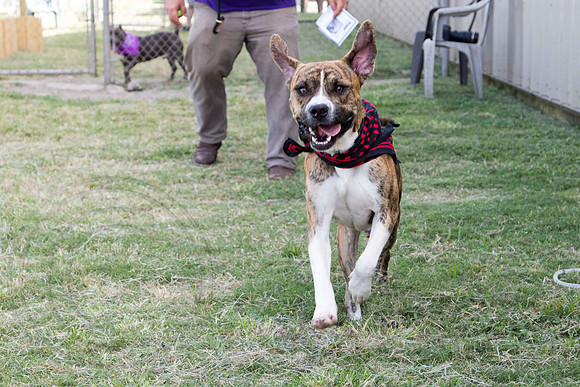 Yankee-A1331355