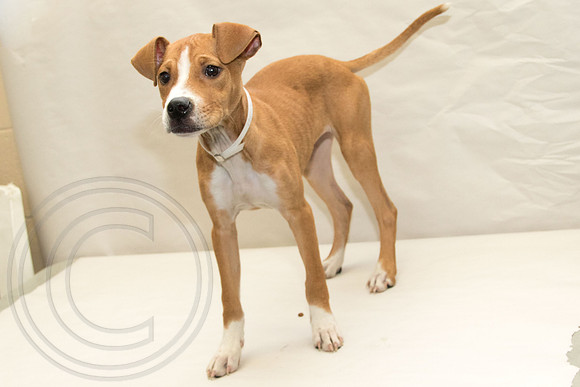 Samantha-A1332861