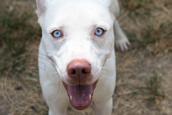 Linda-A1332792