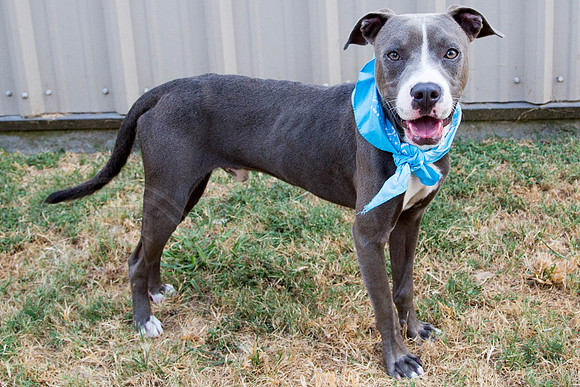 Bosco-A1337253