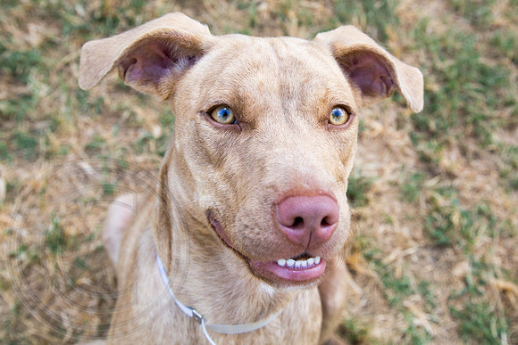 Carmen-A1335348